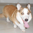 Love Dogs Adestramento Rio.